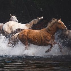 Wild horses running on stream