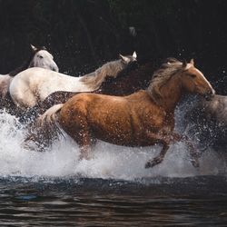 Two swimming in water