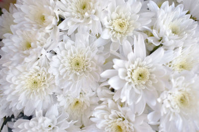 Close-up of white roses