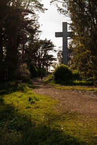 Trees and grass against sky