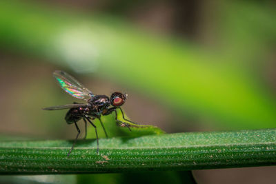 Close-up of housefly on leaf