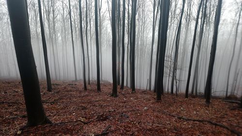 Trees in forest during foggy weather