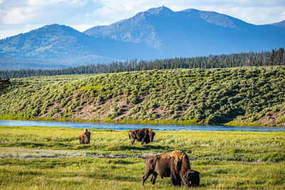 Horses grazing in a field