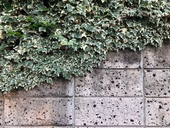 Close-up of ivy on stone wall with copy space