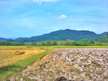 Scenic view of field against sky