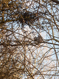 Low angle view of bare tree against sky