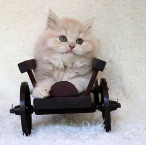 Portrait of cat sitting on seat at home