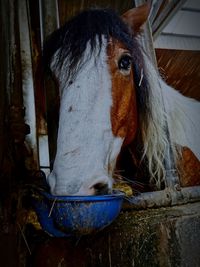 Close-up of cow in stable