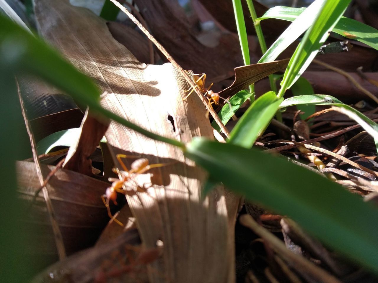 CLOSE-UP OF LIZARD ON LEAVES