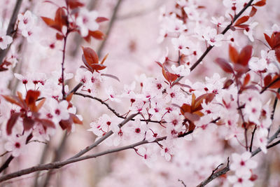 Low angle view of cherry blossoms in spring