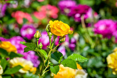 Close-up of yellow flowering plant