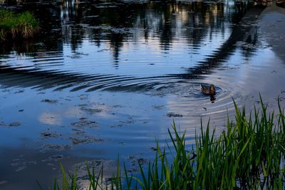 Reflection of trees in water