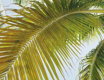 Low angle view of palm tree leaves against sky