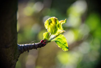 Close-up of flower on tree