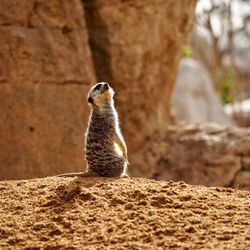 Meerkat on rock
