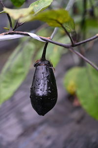 Close-up of berries growing on plant