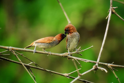 Close-up of bird perching on branch