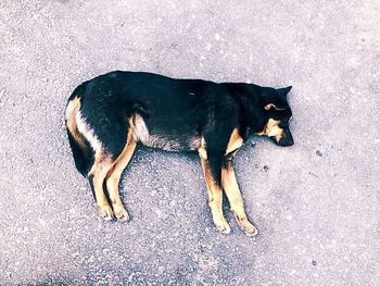 Dog lying on ground