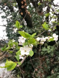 Close-up of white flowering plant