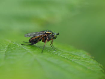 Close-up of fly on leaf