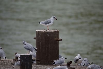 Seagull perching on wooden post by lake