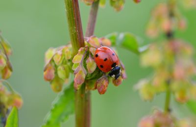 Close-up of ladybug on plant