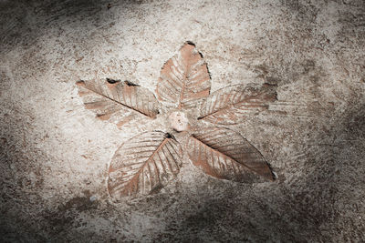 Close-up of lizard on wall