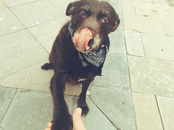 High angle view of dog standing on footpath