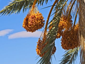 Low angle view of palm tree against blue sky