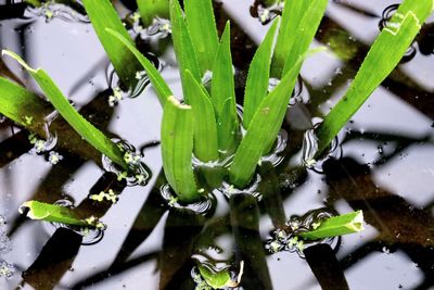 High angle view of water drops on plants