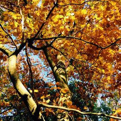 Low angle view of tree