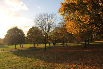 Trees in autumn against sky