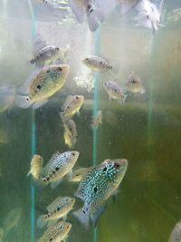 Fish swimming in sea