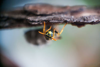 Close-up of insect