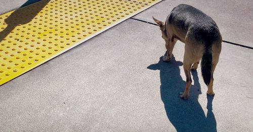 A dog on a city sidewalk in the noonday sun