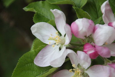 Close-up of pink flowers