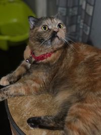 Close-up of a cat looking up at home