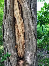 Close-up of tree trunk