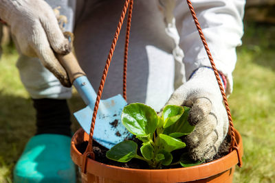 Gardener in household gloves planting a flower in a pot sunny day, faceless person