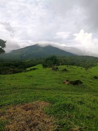 Cows grazing on field against sky