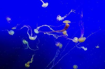 Close-up of jellyfish in sea