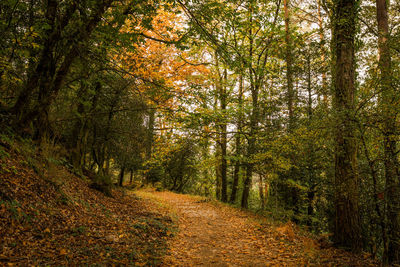 Trees growing in forest during autumn