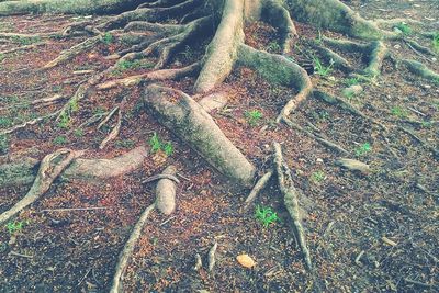 Plants growing on tree