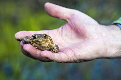 Close-up of hand holding lizard