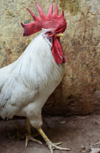 Close-up of rooster