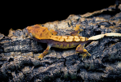 Close-up of lizard on rock