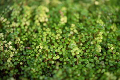 Full frame shot of fresh green plants