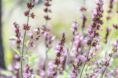 Close-up of lavender against purple flowering plants