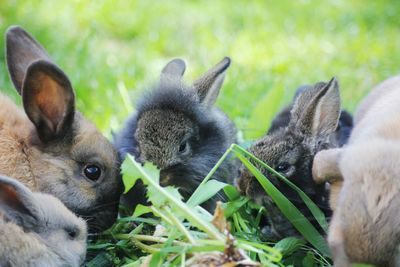 Close-up of sheep