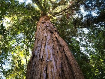 Low angle view of tree trunk